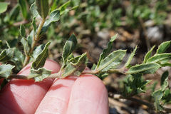Barleria macrostegia