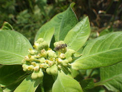 Lasioglossum deliense