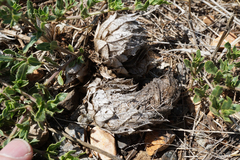 Barleria macrostegia