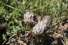 Barleria macrostegia