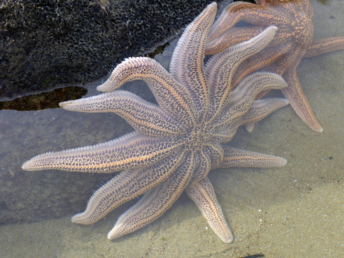 Stichaster australis