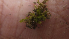 Gymnostomiella vernicosa