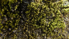 Gymnostomiella vernicosa