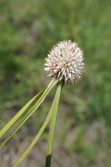 Cyperus cristatus