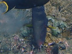 Chlorurus capistratoides