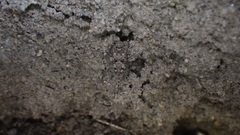 Ergatettix dorsifera