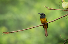 Black-Headed Bee-Eater photo 2