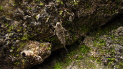 Ergatettix dorsifera