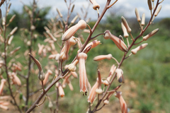 Aloe transvaalensis