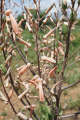 Aloe transvaalensis