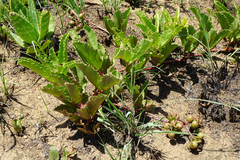 Cyphostemma spinosopilosum