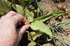 Cyphostemma spinosopilosum