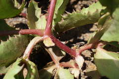 Cyphostemma spinosopilosum