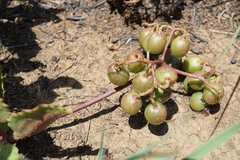 Cyphostemma spinosopilosum