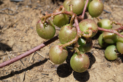 Cyphostemma spinosopilosum