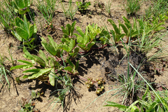 Cyphostemma spinosopilosum