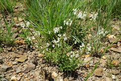 Chascanum hederaceum