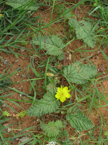 Corchorus psammophilus image