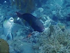 Chlorurus capistratoides