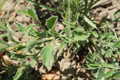Chascanum hederaceum