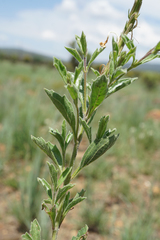 Chascanum hederaceum