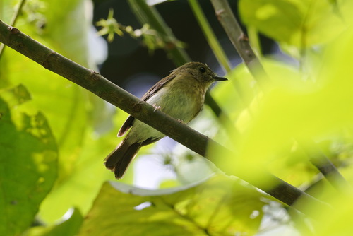 Fulvous-chested Jungle Flycatcher (Cyornis olivaceus), photo 6