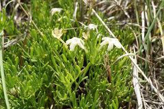 Chascanum hederaceum