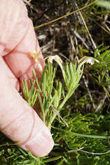 Chascanum hederaceum