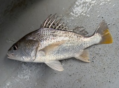 Longhead Grunt photo 1