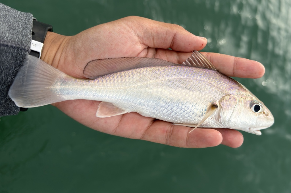 Big-snout Croaker