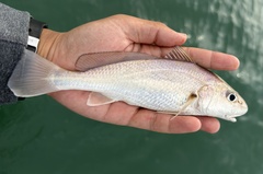 Big-Snout Croaker photo 2