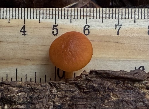 Cyptotrama borbonica