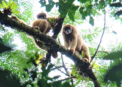 Brachyteles arachnoides