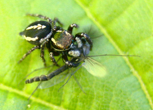 Habronattus cognatus