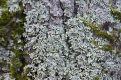 Physcia dubia