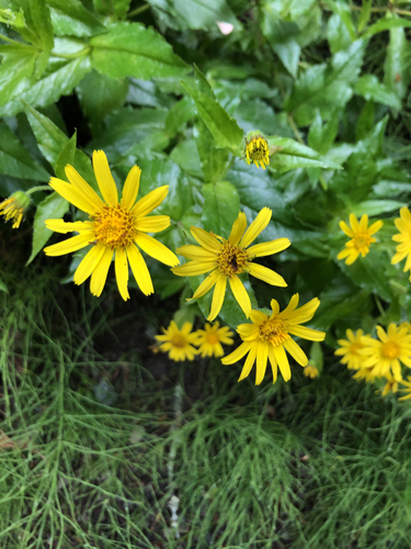 lanceleaf arnica (Arnica lanceolata)