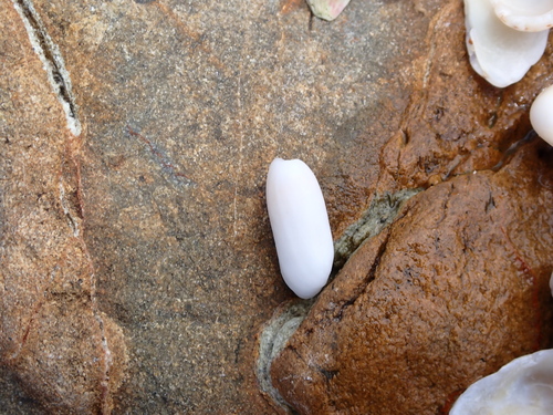 Mnestia arachis observed 2025-12-16