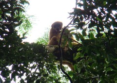 Brachyteles arachnoides