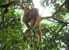 Brachyteles arachnoides