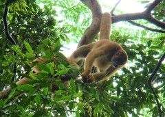 Brachyteles arachnoides