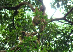 Brachyteles arachnoides