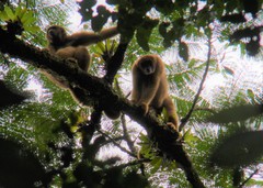 Brachyteles arachnoides