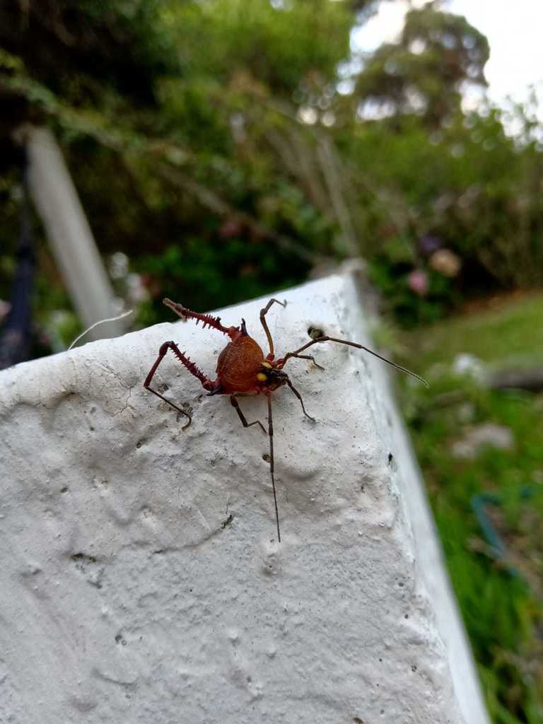 daddy longlegs