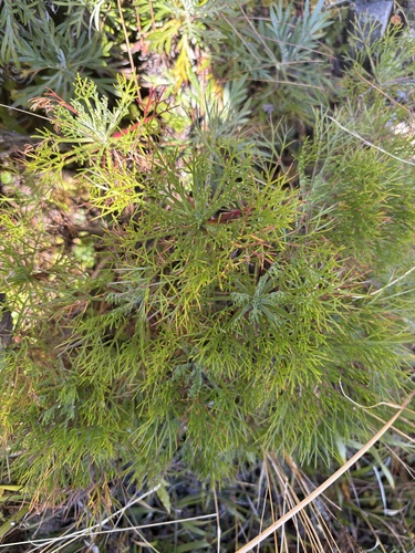 Artemisia morrisonensis iNat (2)
