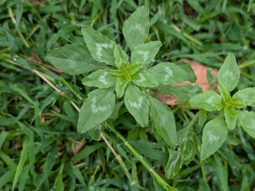 Amaranthus polygonoides, 2025-12-15