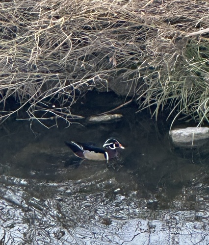 Wood Duck
