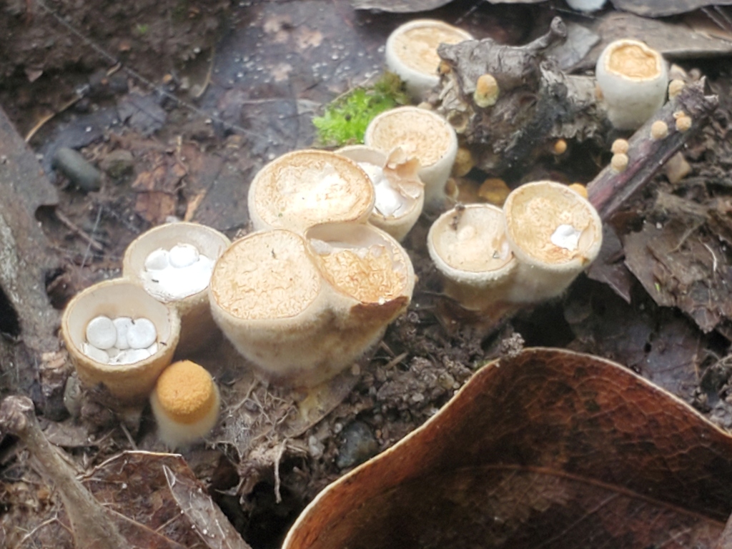 Crucibulum laeve · December 2025 · photo: © arlenedevitt (iNaturalist, cc-by)