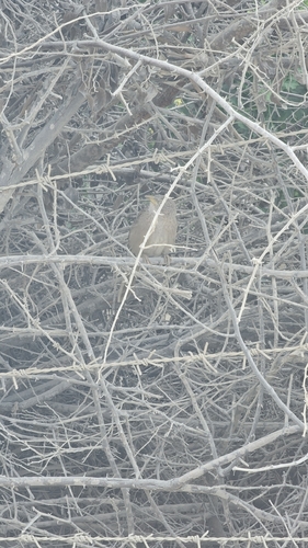 Arabian Babbler