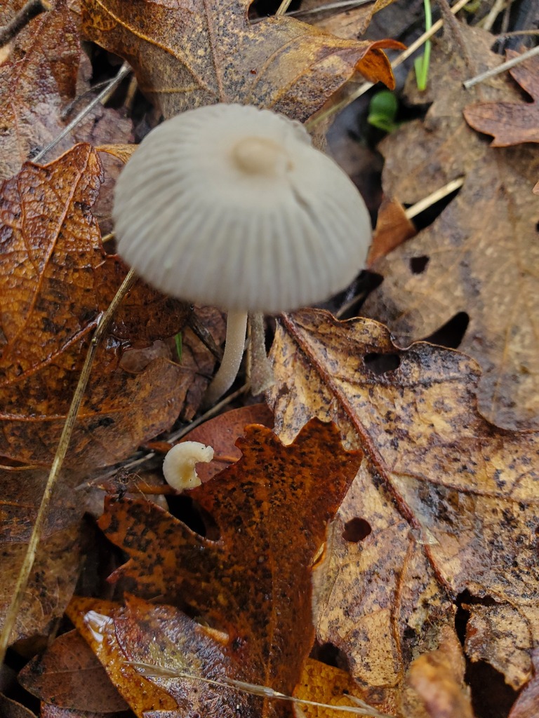 Ephemerocybe impatiens