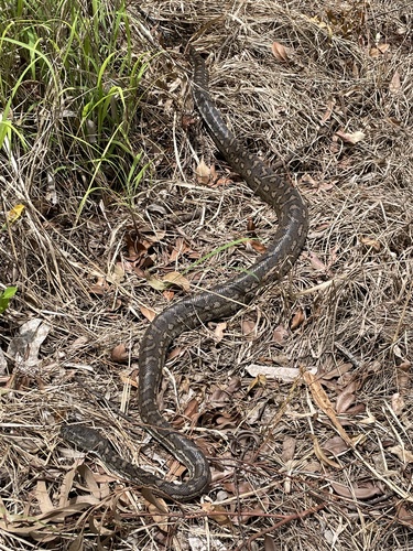 Coastal Carpet Python sighting